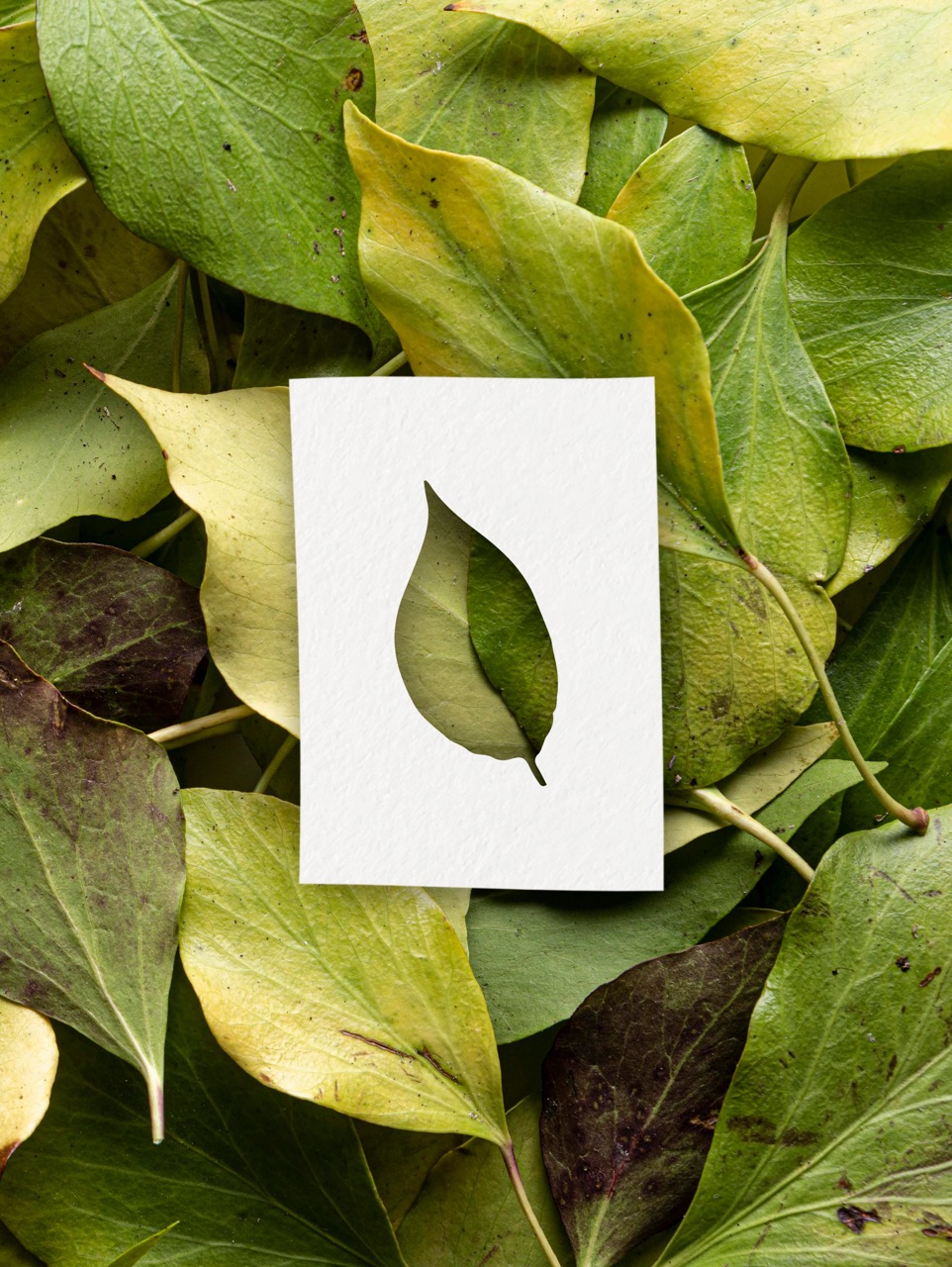 For Sustainable Brands